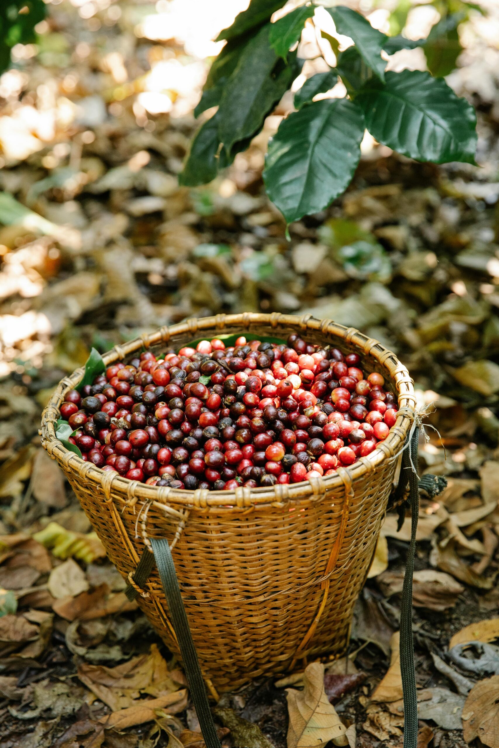 A basket full of ripe red coffee cherries on a sunny day in a coffee plantation.